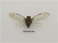 藏品(陽明山暮蟬)的圖片